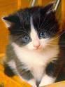 katze