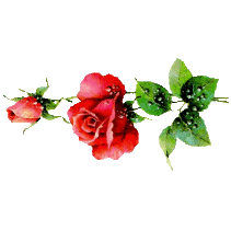 rose