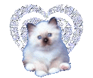katze