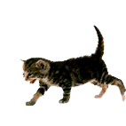 katze