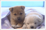 hunde