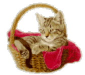 katze