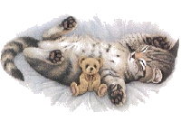 katze