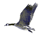 vogel
