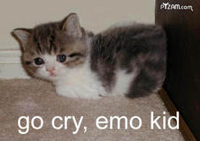 katze