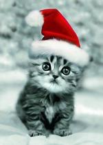 katze