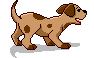 hund