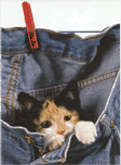 katze