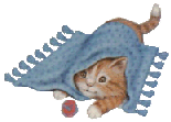katze