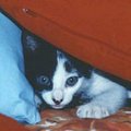 katze
