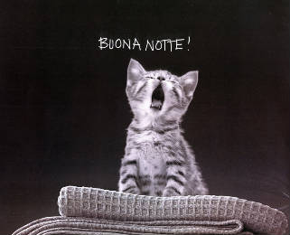 katze