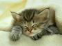 katze