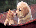 katze hund