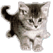 katze