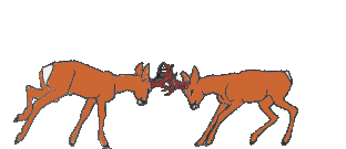 reindeer