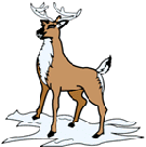 reindeer