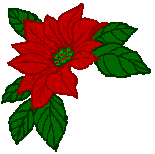 weihnachtsstern
