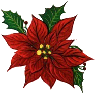 weihnachtsstern