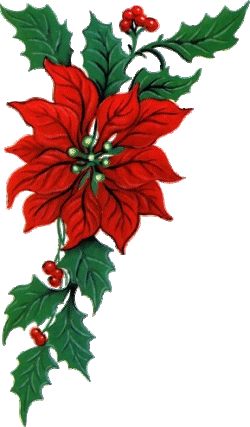 weihnachtsstern