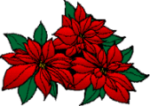 weihnachtsstern