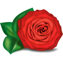 rose