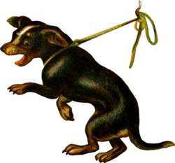 hund