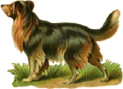 hund