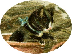 katze