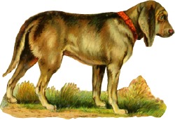 hund