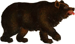 baer