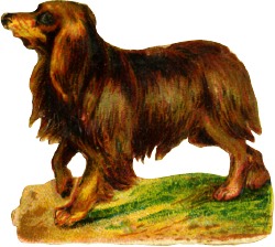 hund