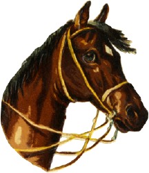 pferd