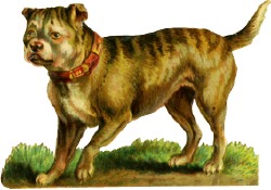 hund