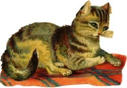 katze
