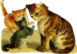katze