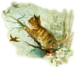 katze