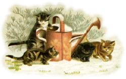katze