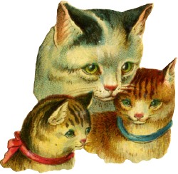 katzen