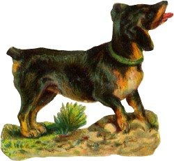 hund