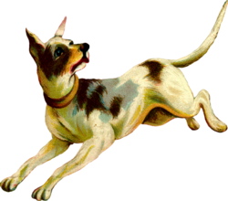 hund
