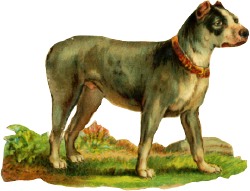 hund