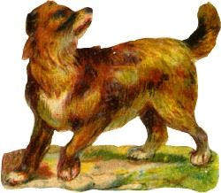 hund