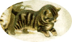 katze