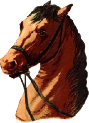 pferd