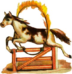 pferd