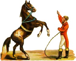 pferd