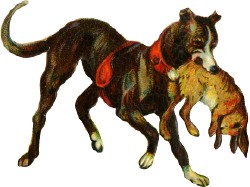hund