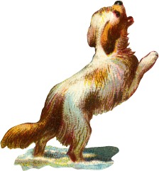 hund