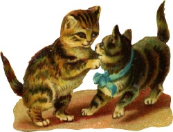 katzen