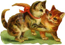 katzen